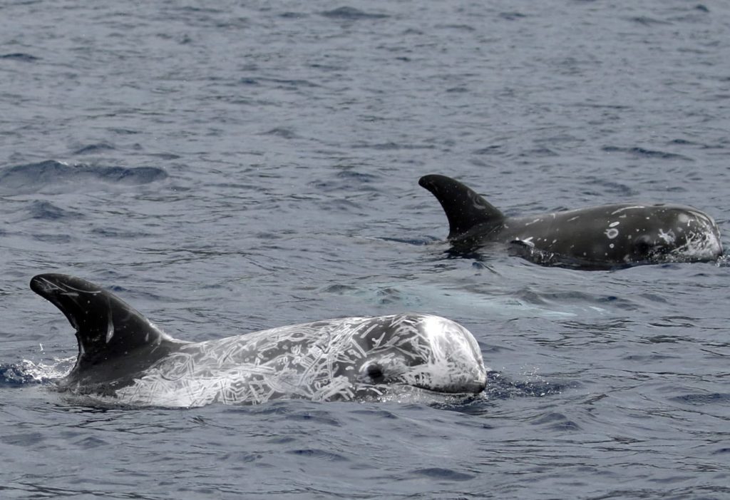 Dauphins de Risso - Image Fondation Anna Ewans