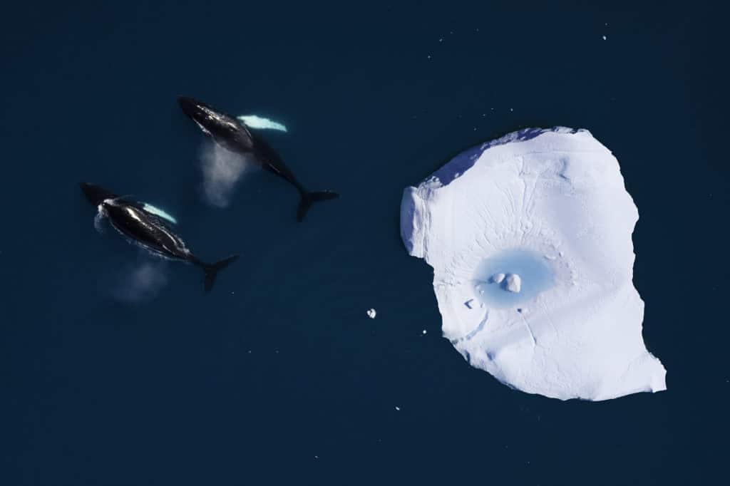 Two Humpback whales are swimming together among icebergs in the arctic ocean, in Ilulissat, Greenland. On the iceberg there is a pool formation due to the ice melting. The picture has been taken with a drone - Guetty Images