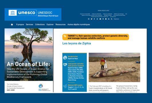 241028 – recherche esprit de Velox sur Ziphia dans le Rapport 2024 de la UN-Decade Un Océan de vie - An Ocean of Life