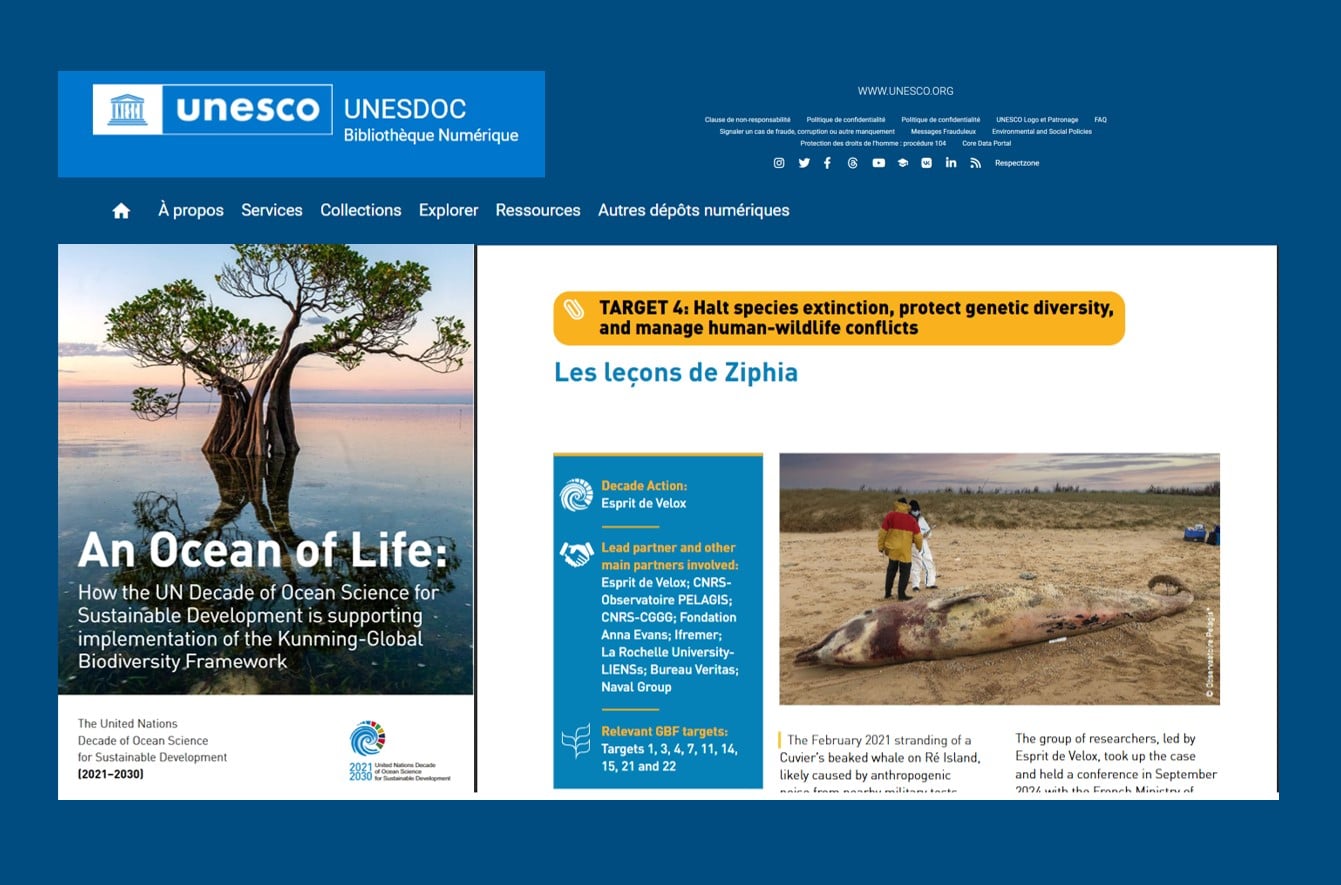 241028 – recherche esprit de Velox sur Ziphia dans le Rapport 2024 de la UN-Decade Un Océan de vie - An Ocean of Life